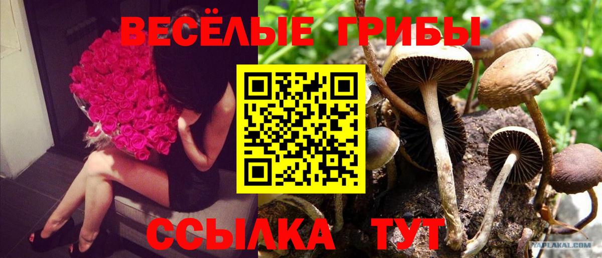 Галлюциногенные грибы GOLDEN TEACHER Кувандык